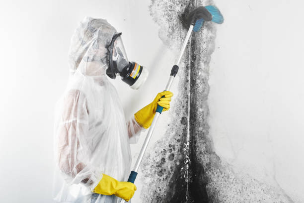 Best Attic Mold Removal  in Odessa, FL
